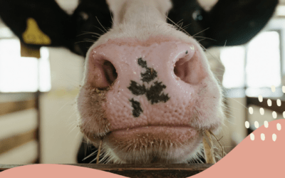 Matar a la vaca para salir de la zona de confort